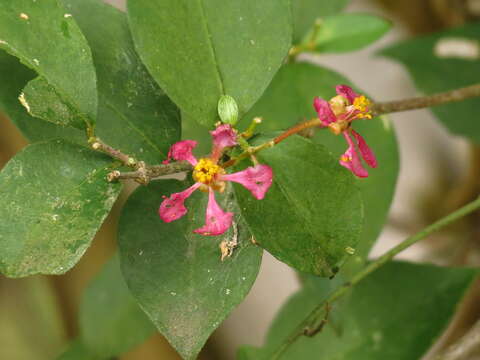 Image of wild crapemyrtle