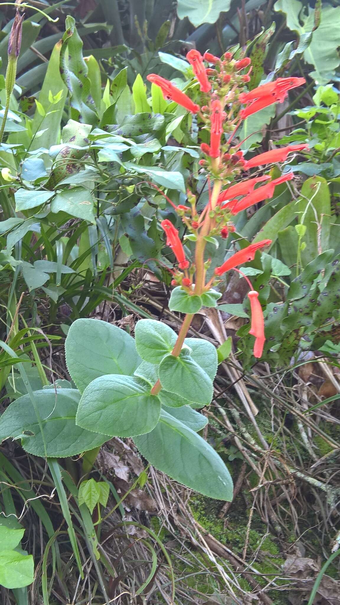 Imagem de Sinningia bulbosa (Ker Gawl.) Wiehler