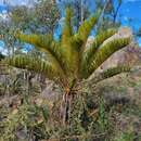 Image of Cycas terryana P. I. Forst.