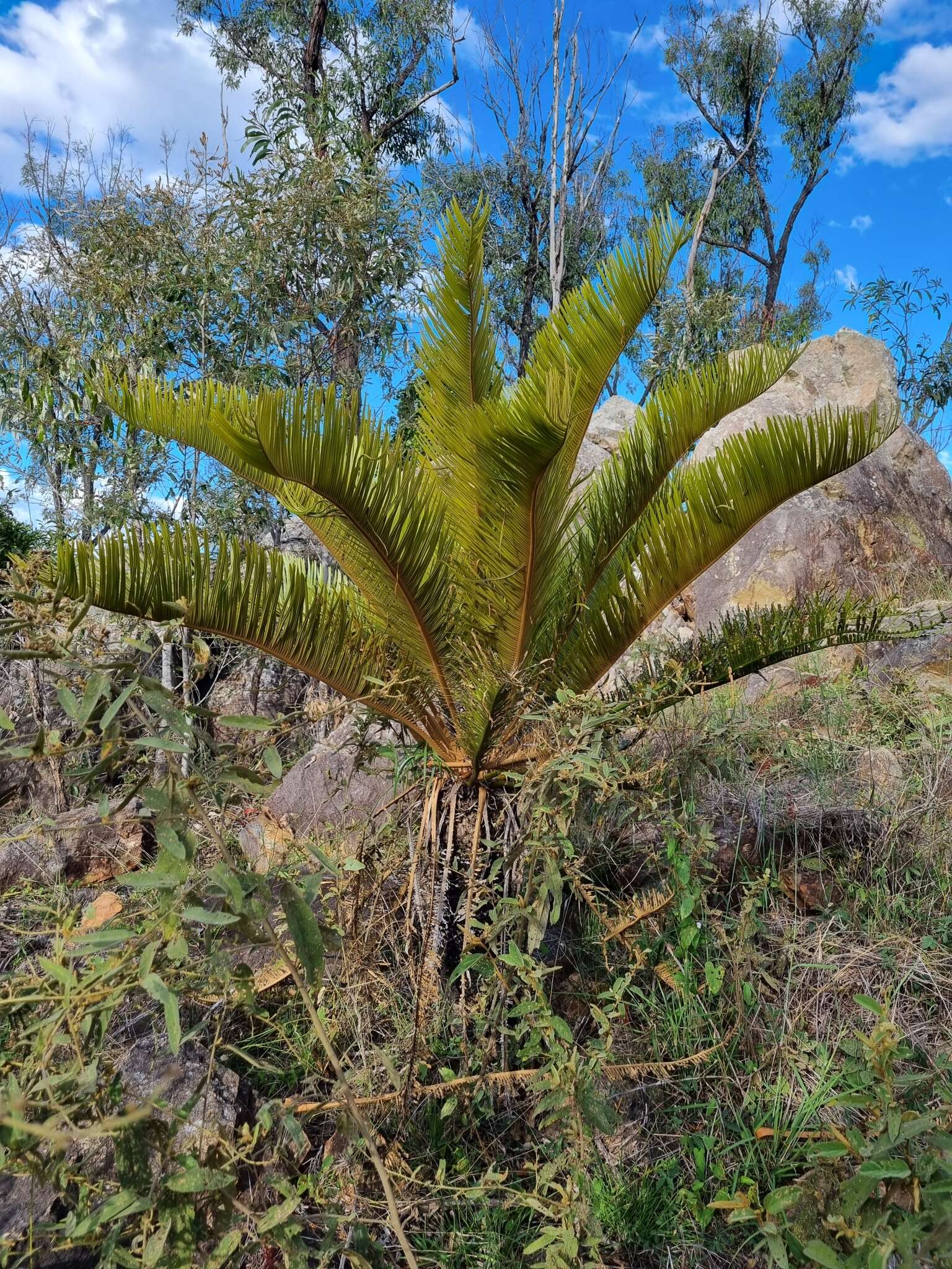 Image of Cycas terryana P. I. Forst.