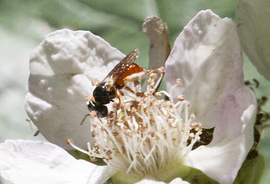 Image of Exoneura bicolor Smith 1854