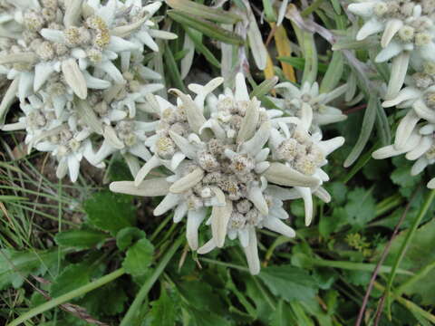 Image of edelweiss