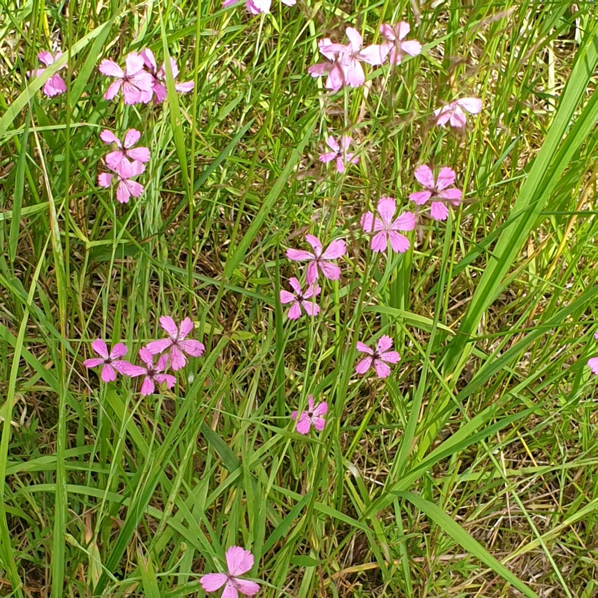 Imagem de Dianthus deltoides subsp. deltoides