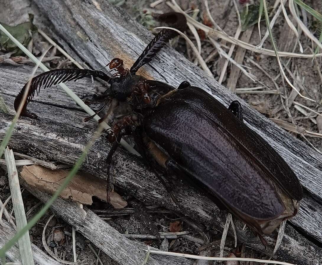 Image of Prionus (Antennalia) fissicornis Haldeman 1848