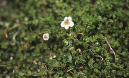 Imagem de Euphrasia repens Hook. fil.