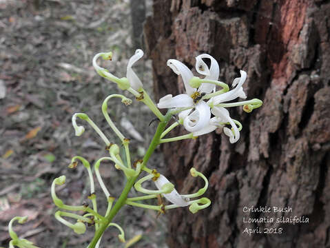 Imagem de Lomatia silaifolia (Sm.) R. Br.