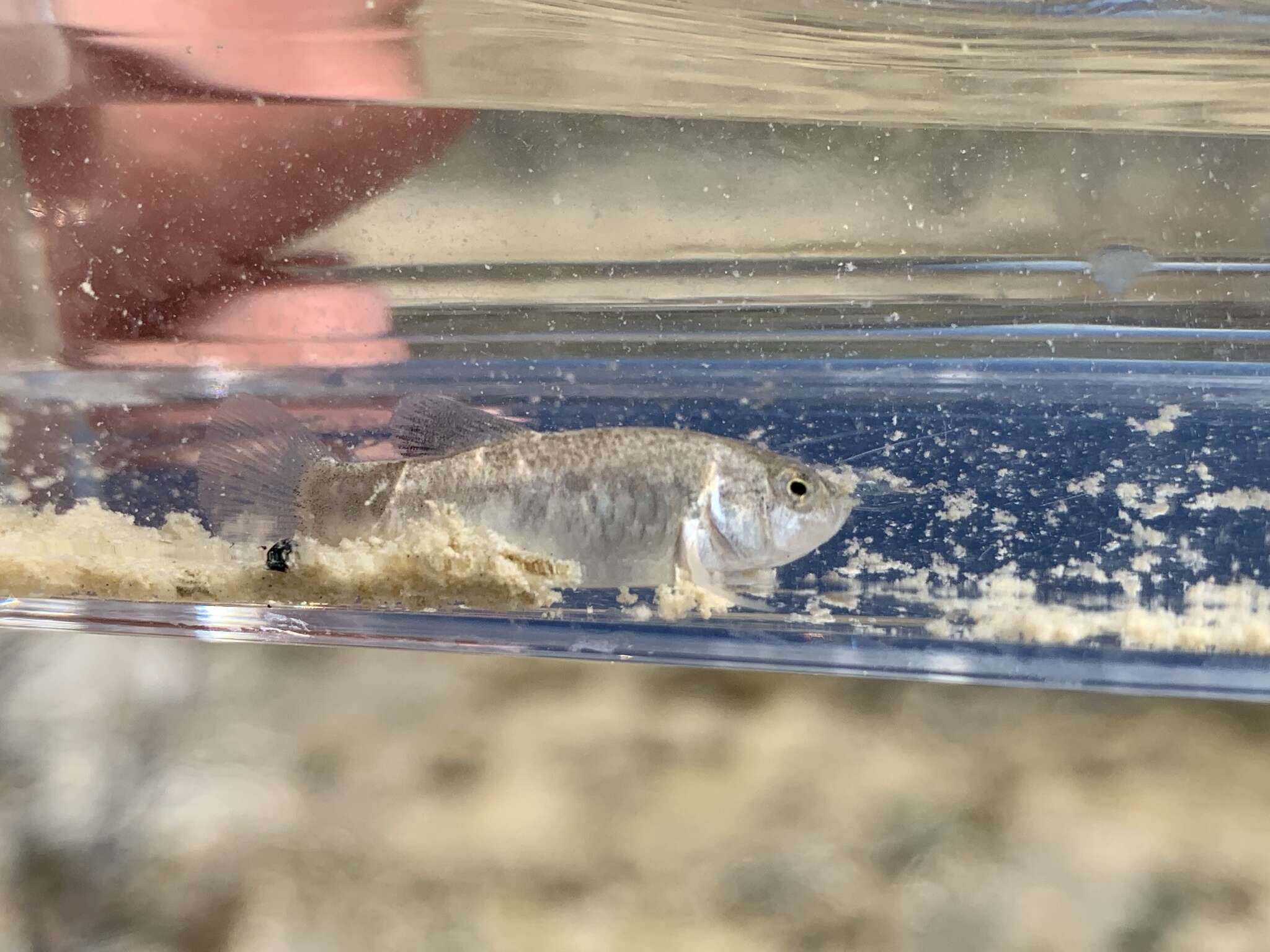 Image of Amargosa Pupfish