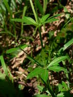 Image of fragrant bedstraw