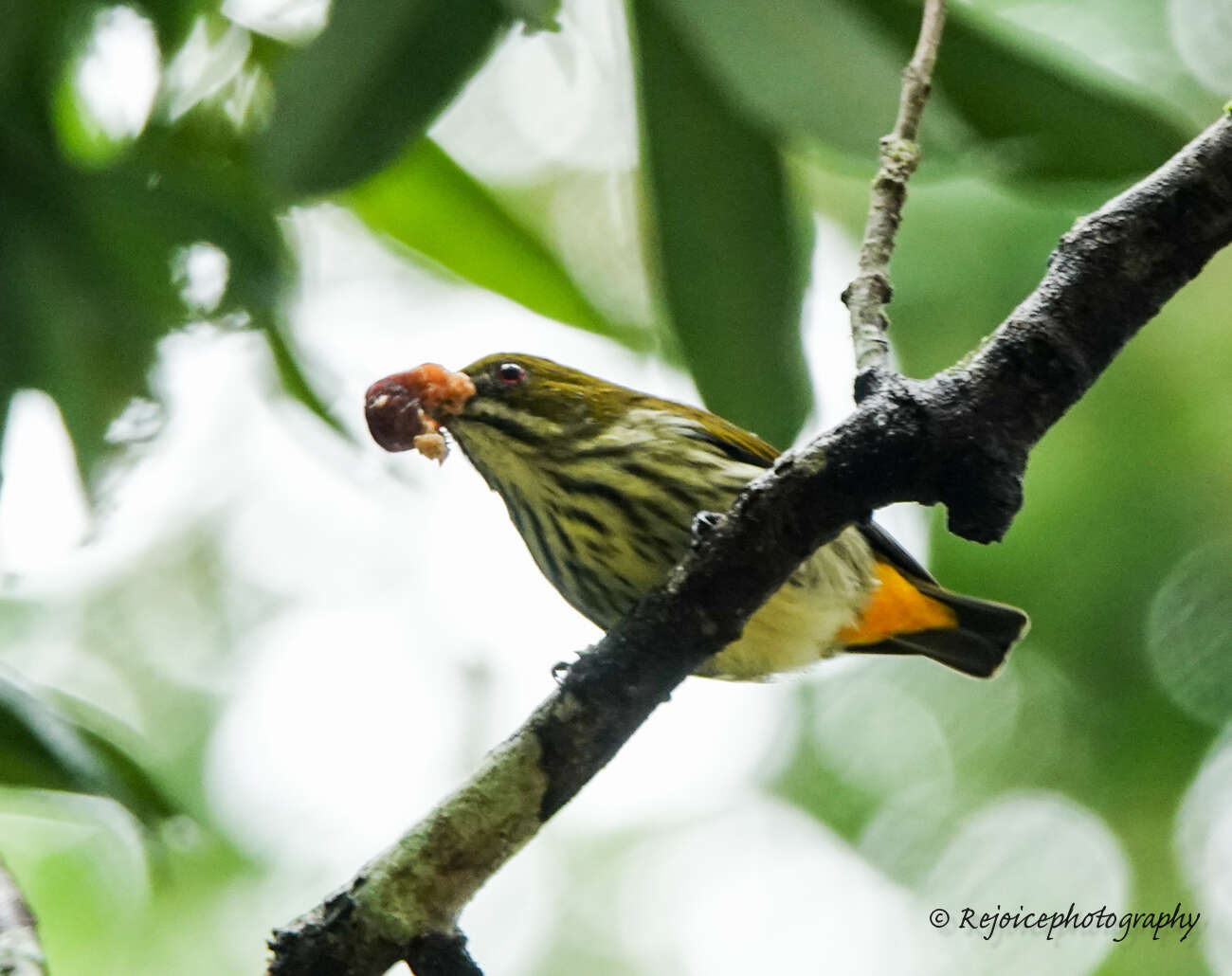 Image of Yellow-vented Flowerpecker