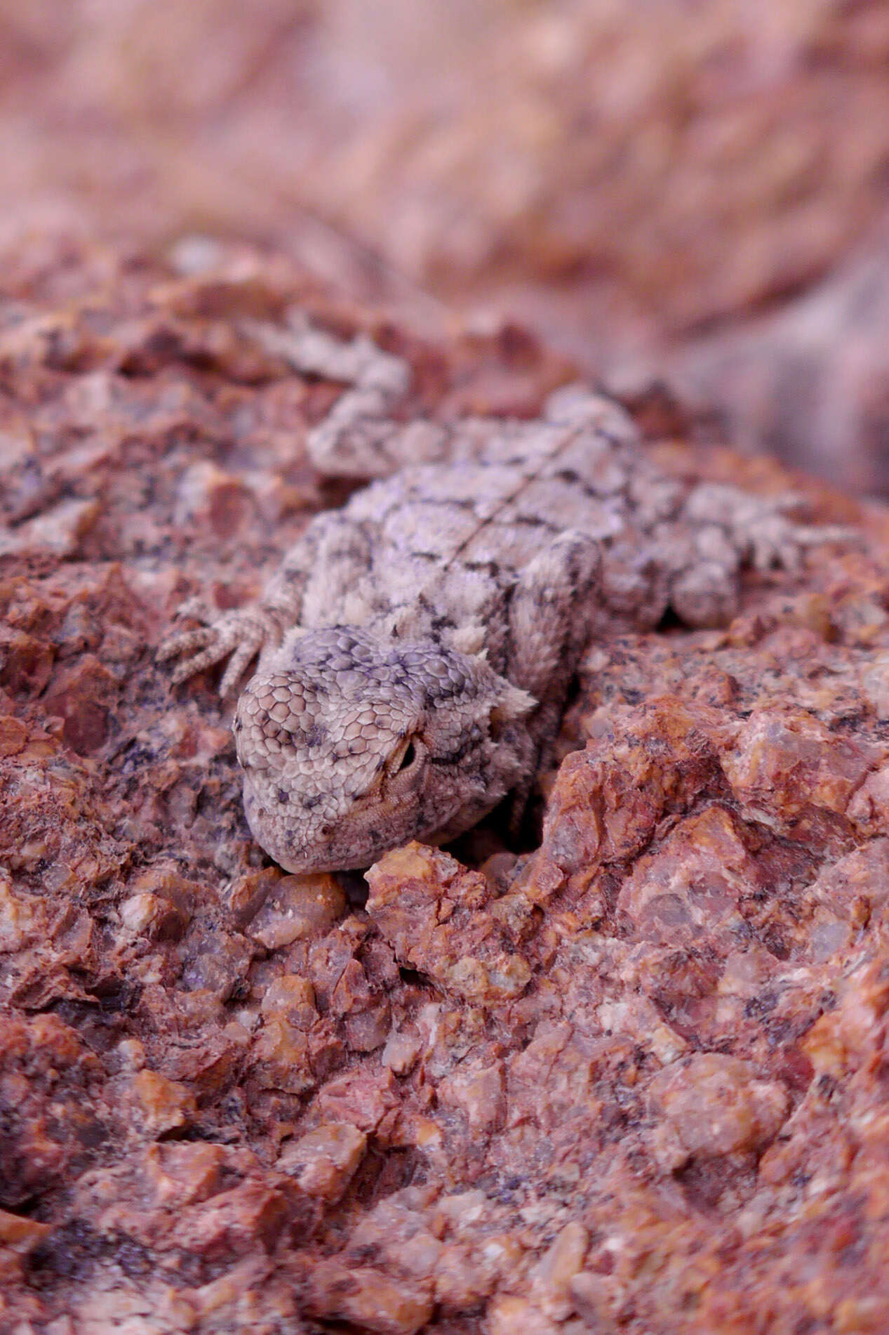 Image of Ground Agama