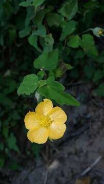 Image of Abutilon sonneratianum (Cav.) Sweet