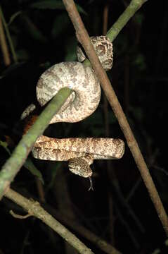 Image of Amazon Tree Boa