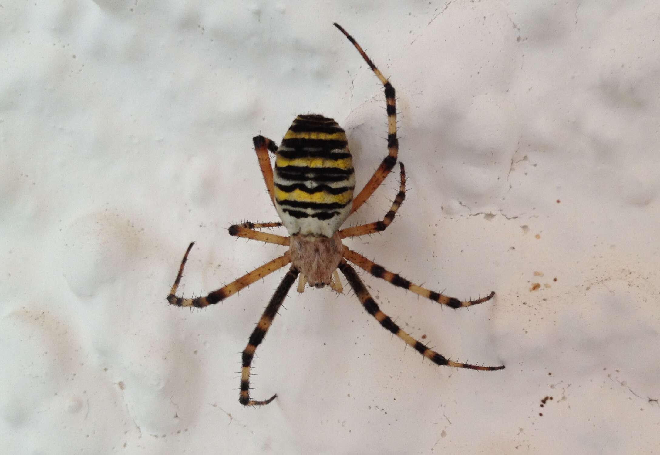 Image of Barbary Spider