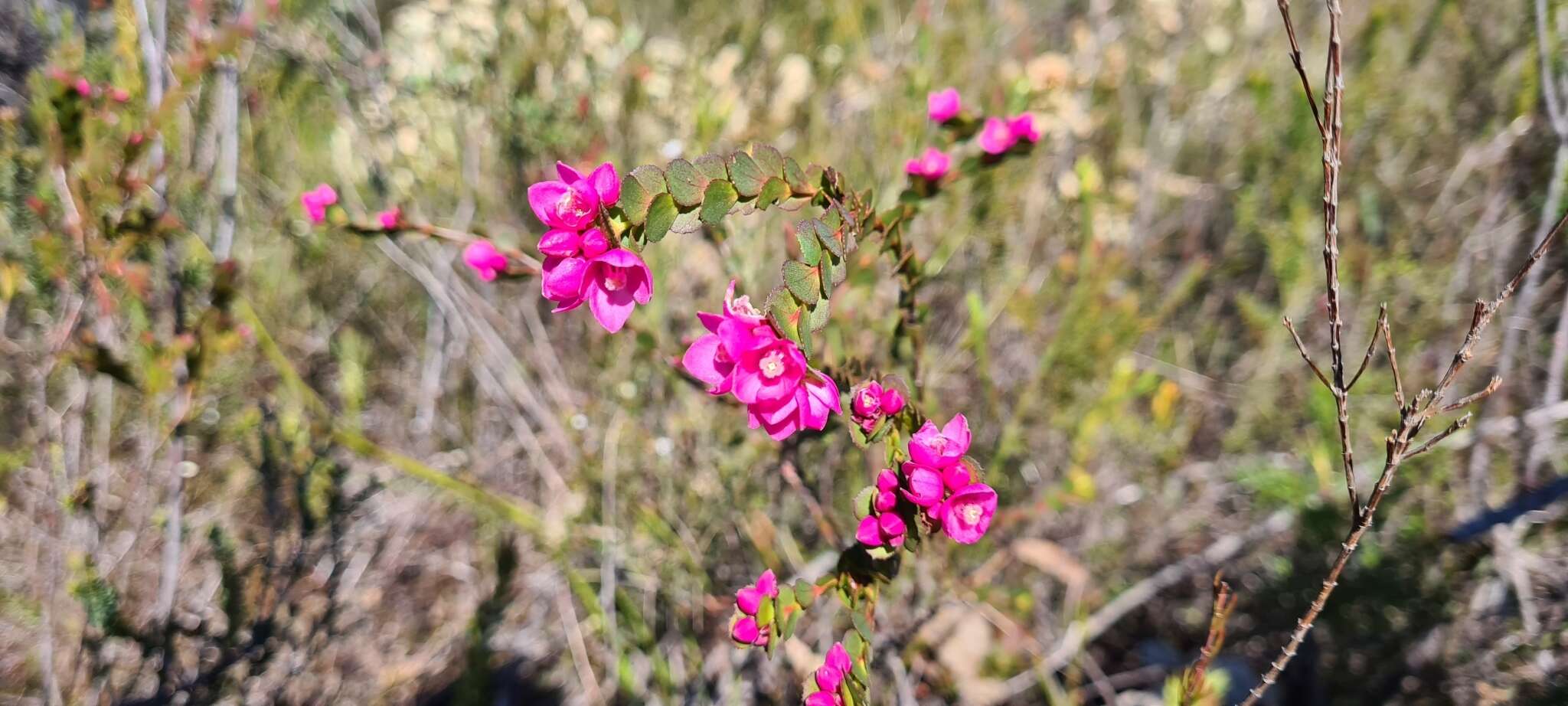 Image of Australian Native Rose