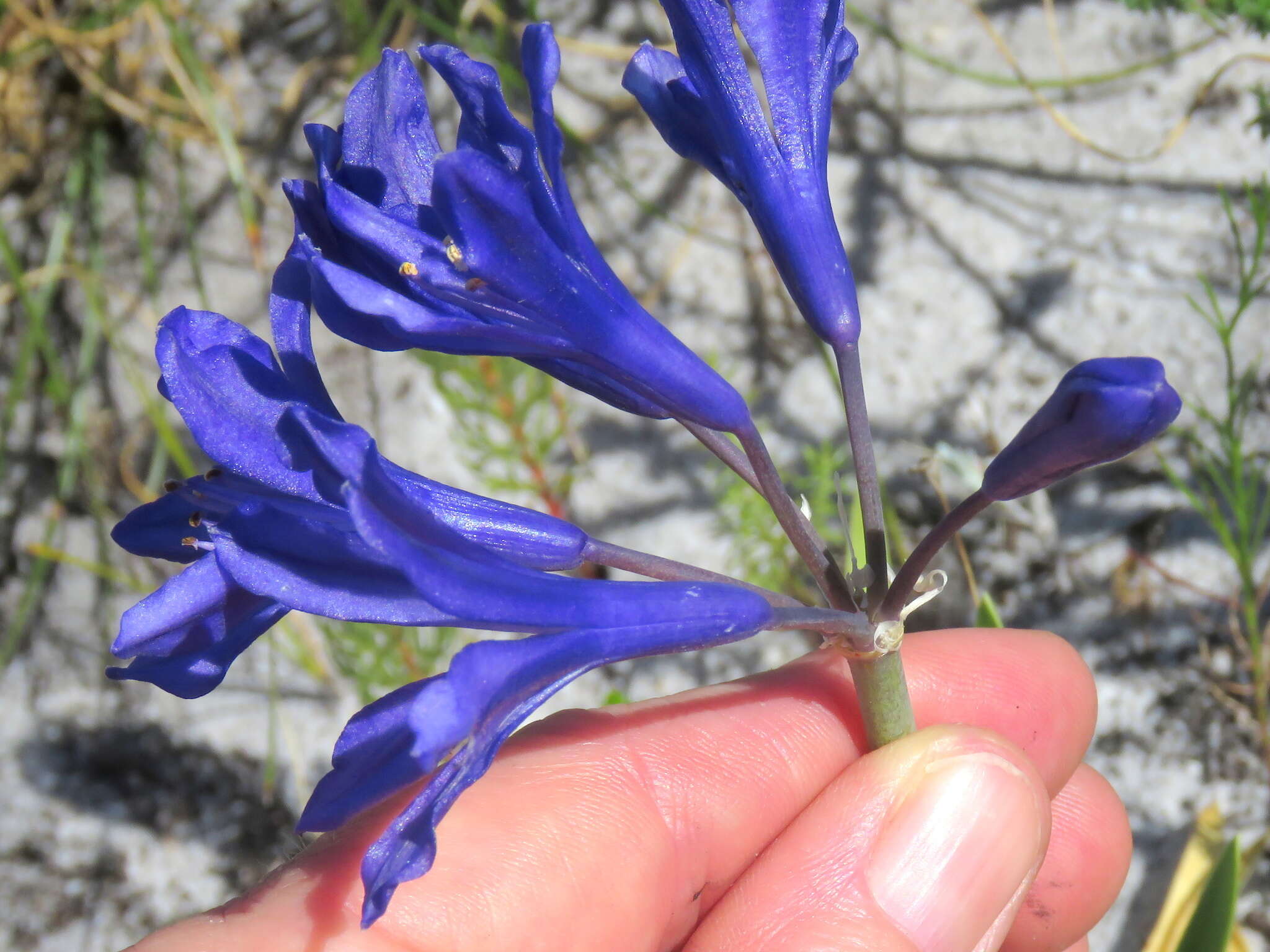 Imagem de Agapanthus africanus (L.) Hoffmanns.