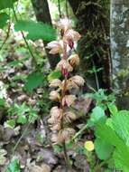 Image of Striped coralroot