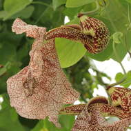 Plancia ëd Aristolochia labiata Willd.