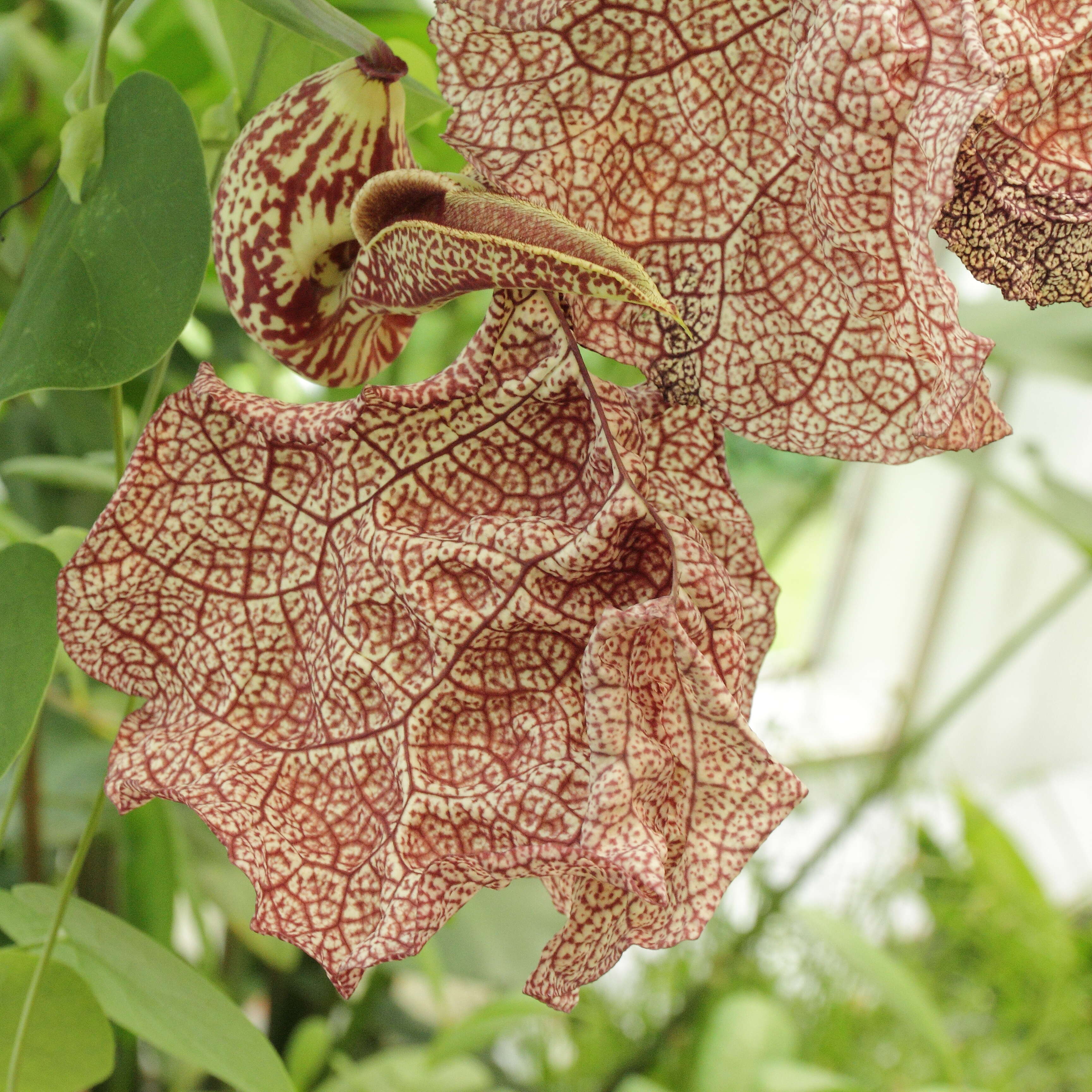 Plancia ëd Aristolochia labiata Willd.