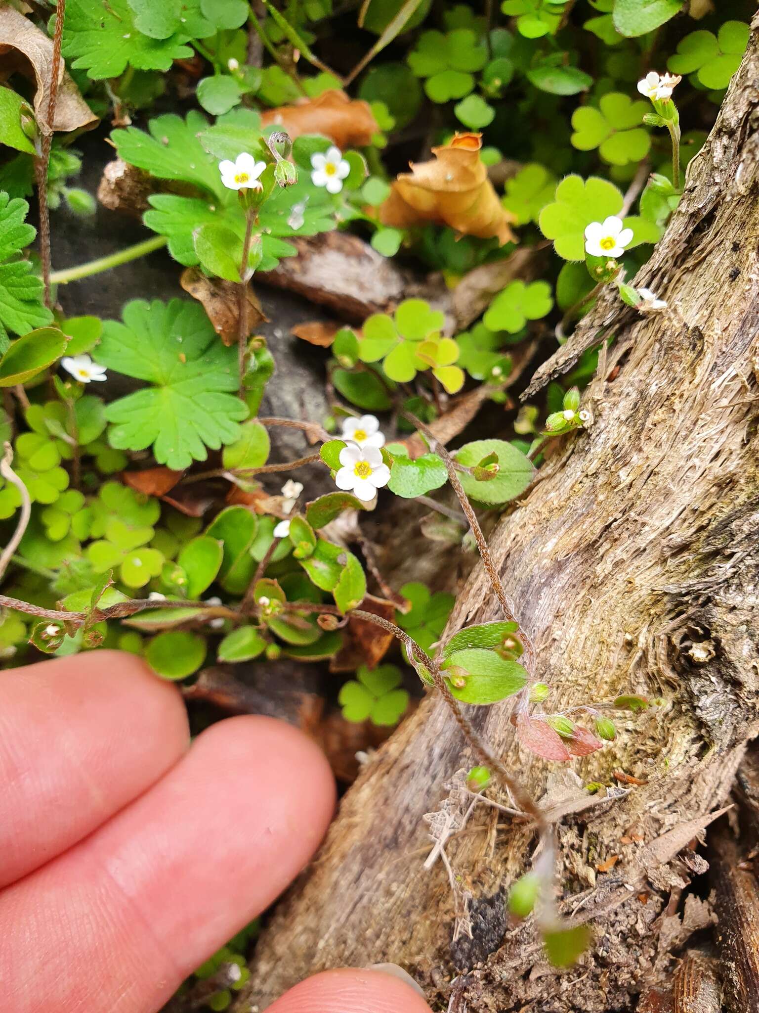 Imagem de Myosotis chaffeyorum Lehnebach