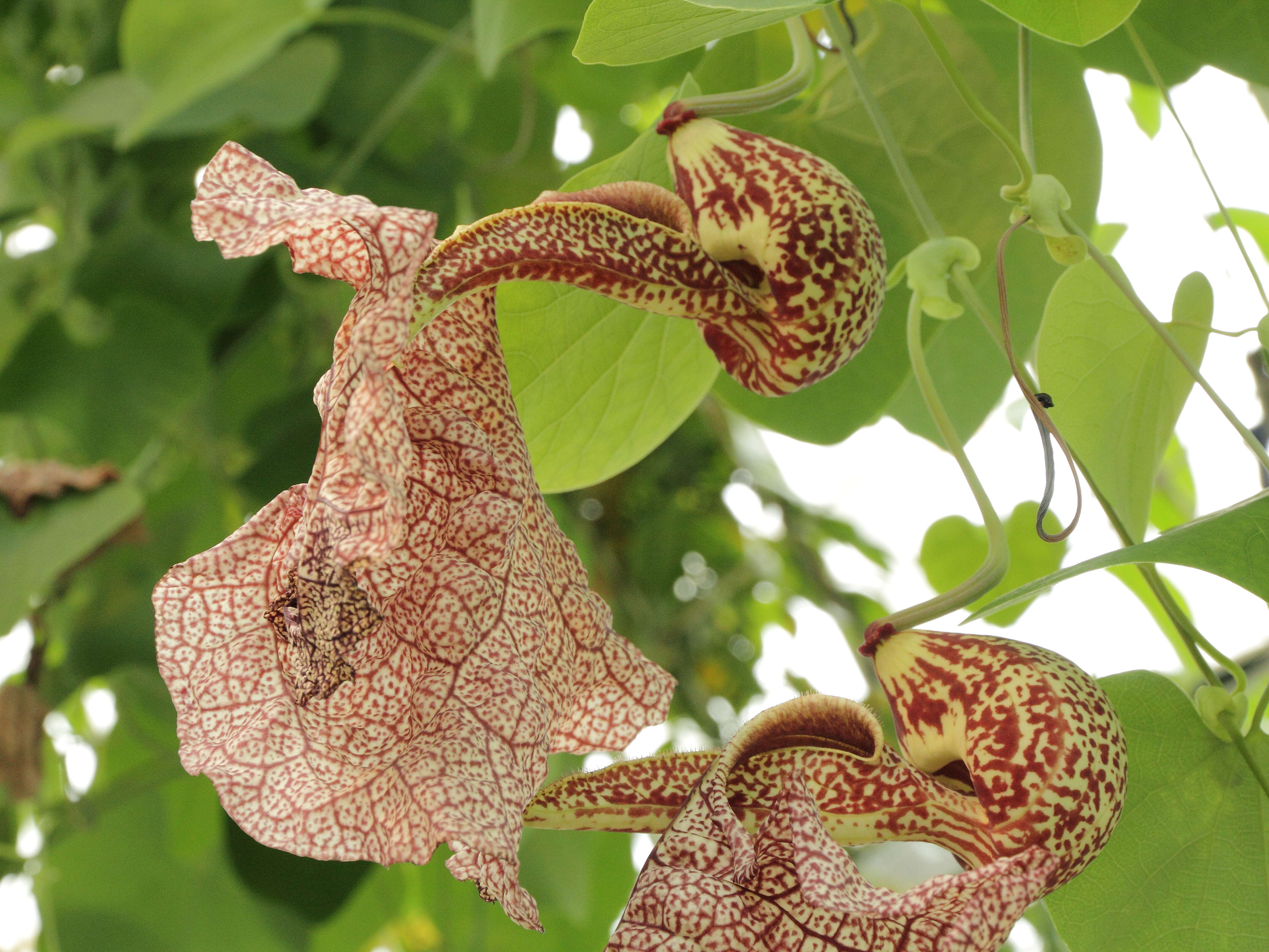 Plancia ëd Aristolochia labiata Willd.