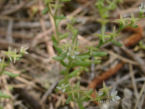 صورة Sedum pusillum Michx.