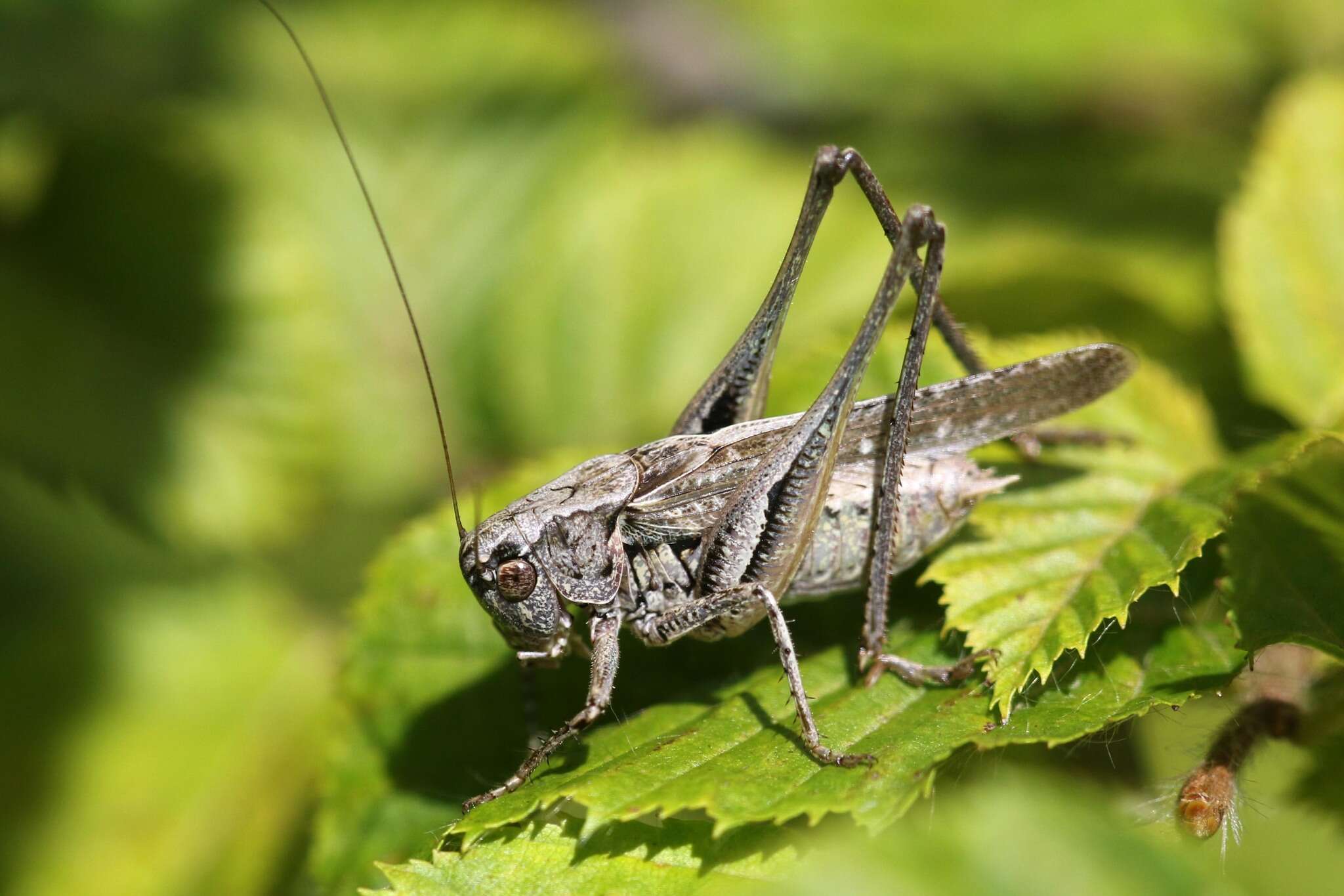 Plancia ëd Platycleis albopunctata (Goeze 1778)