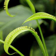 Image of Spathicarpa hastifolia Hook.