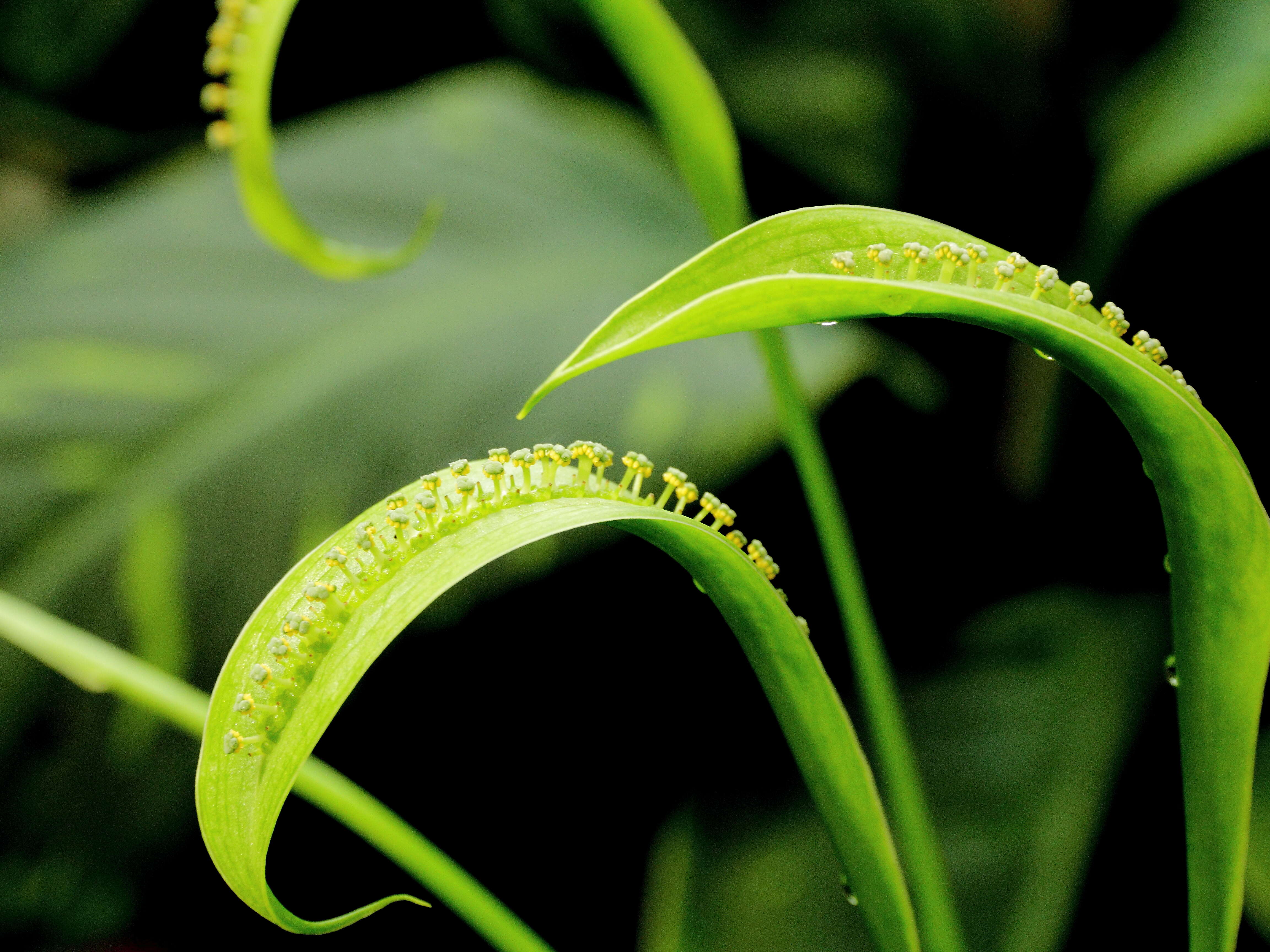 Image of Spathicarpa hastifolia Hook.