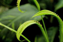 Image of Spathicarpa hastifolia Hook.