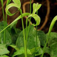 Image of Spathicarpa hastifolia Hook.