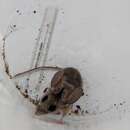 Peromyscus truei (Shufeldt 1885) resmi