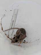 صورة Peromyscus truei (Shufeldt 1885)