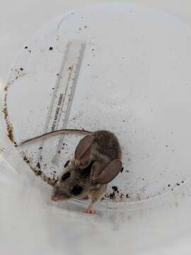 Image of Pinyon Mouse