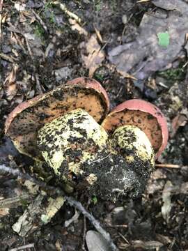 Image of Boletus subluridellus A. H. Sm. & Thiers 1971