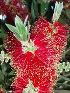 صورة Callistemon citrinus (Curtis) Skeels