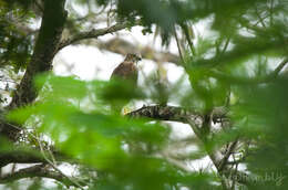 Image of Accipiter gularis gularis (Temminck & Schlegel 1845)