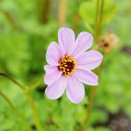 Image of Dahlia merckii Lehm.