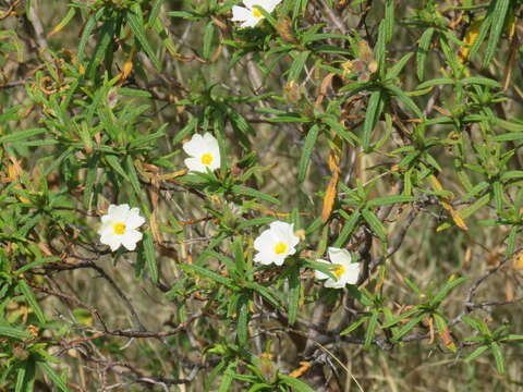 Image of Montpelier cistus