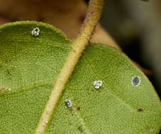 Image de Aleuroplatus coronata (Quaintance 1900)