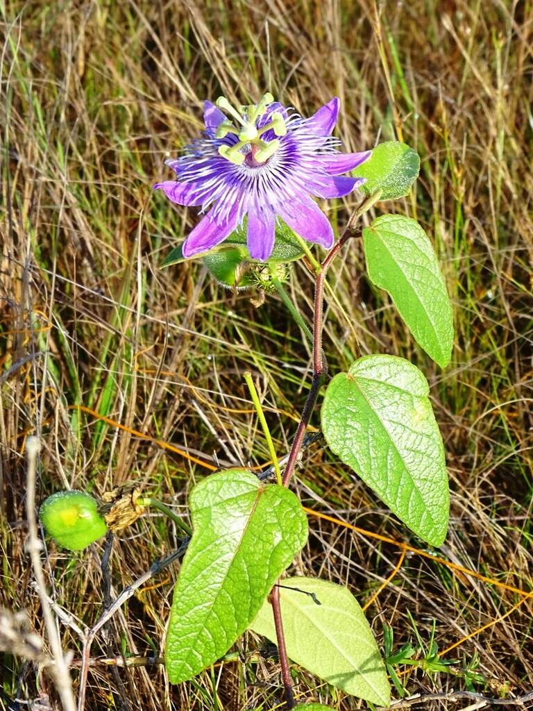 Image of Passiflora urbaniana Killip