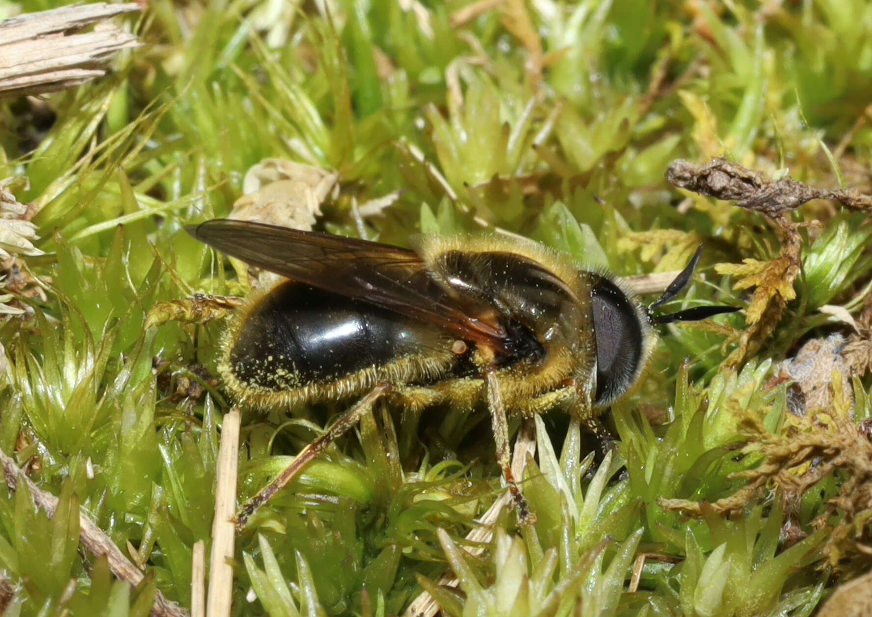 Image of Callicera erratica (Walker 1849)