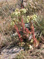 Image of Sempervivum transcaucasicum Muirh.