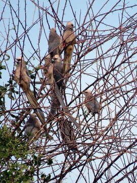 Image of White-headed Mousebird