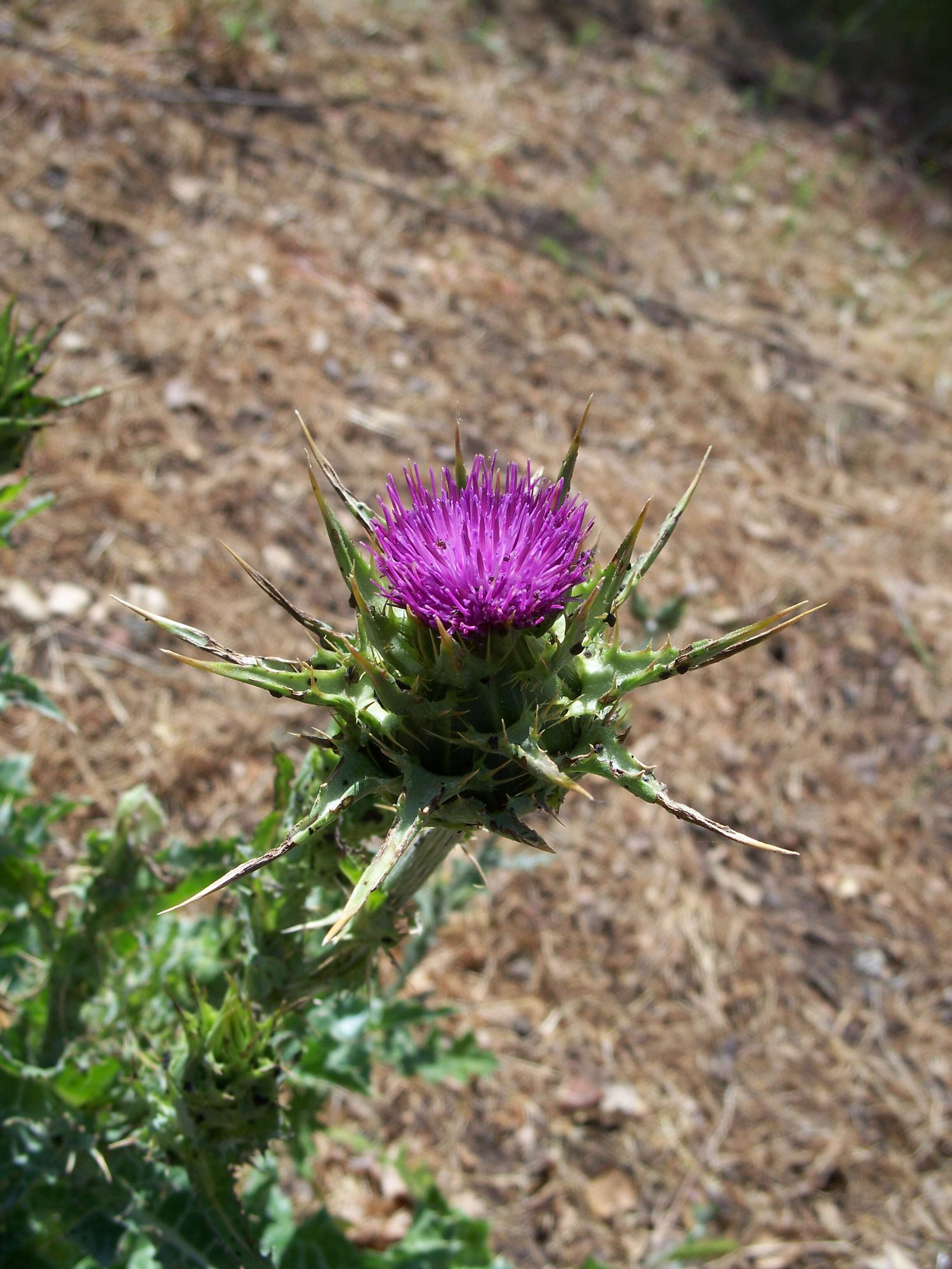 Image of Milk thistle