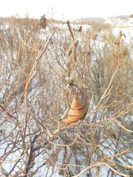 Image of Siberian hazelnut