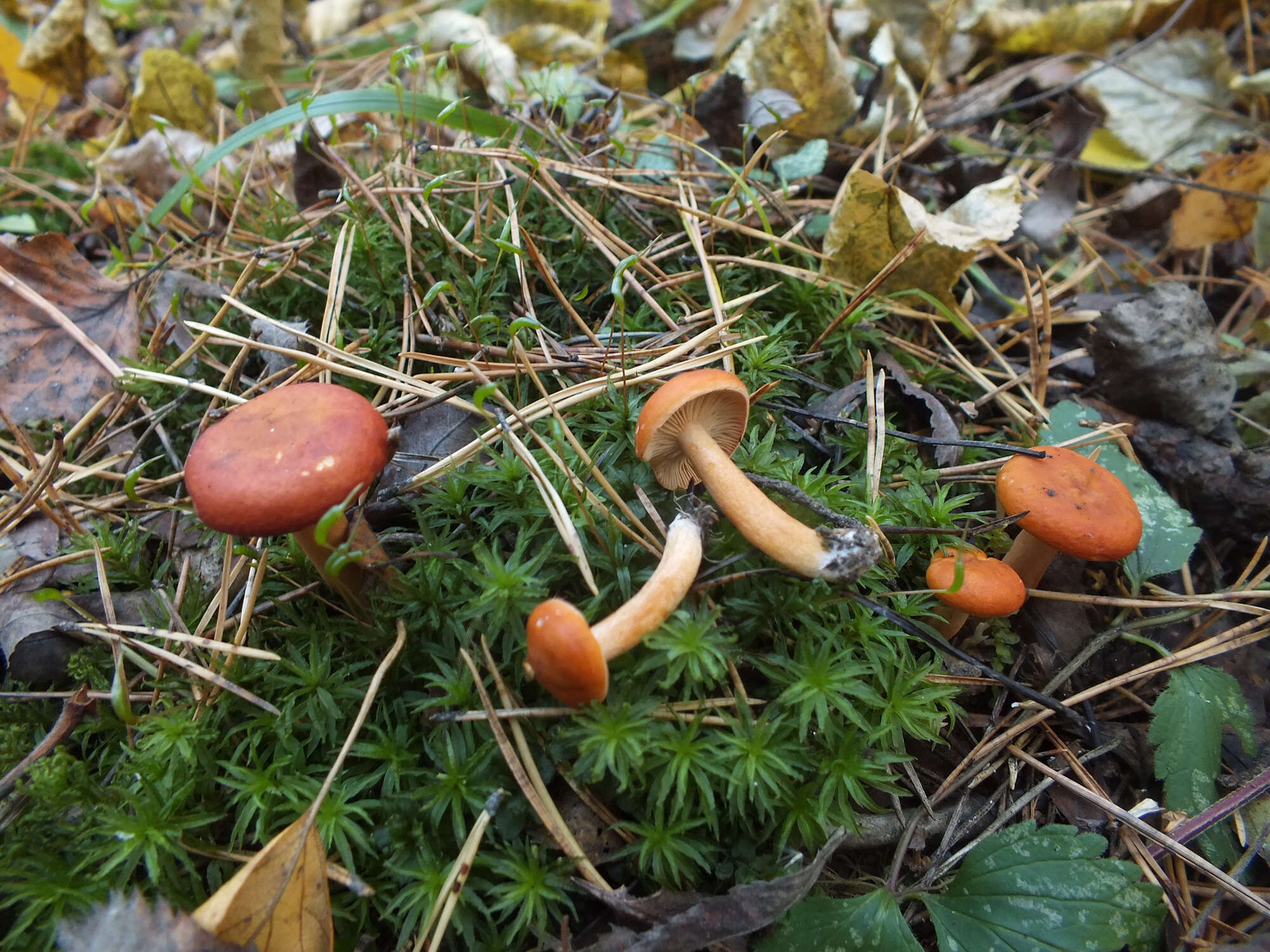 Слика од Lactarius aurantiacus (Pers.) Gray 1821