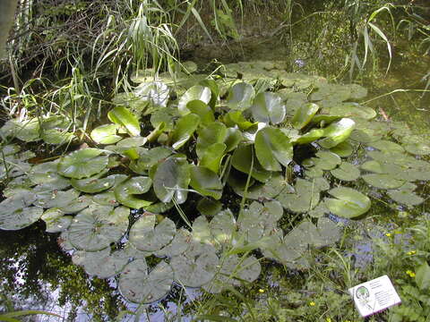 Image of European white waterlily