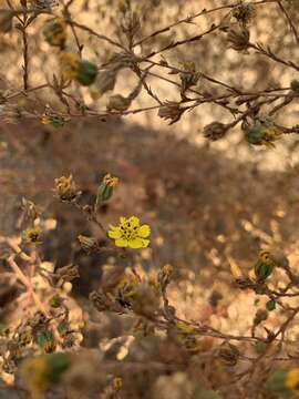 Image of San Diego Moonshine-Daisy