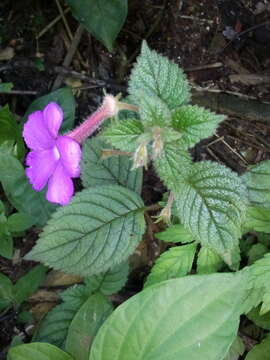 Image of Achimenes grandiflora (Schiede) DC.