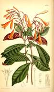 Image of Fuchsia